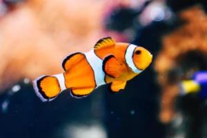 2026年世界杯,全球球迷的期待与期待2026世界杯在哪个国家